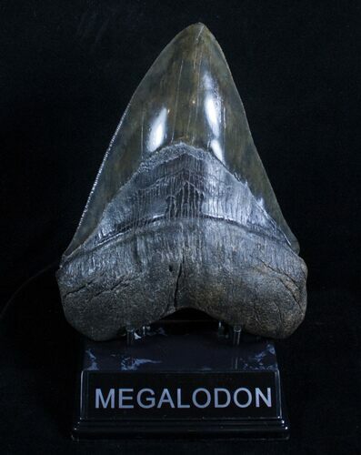 Inch Megalodon - Steak Knife Serrations #2924